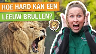 ZIJN LEEUWEN EN TIJGERS VIJANDEN VAN ELKAAR 🐯🦁  Carlijns Dierenvraag 59 [upl. by Nemzzaj280]