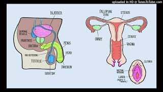 Become A Hermaphrodite  Intersex Subliminal [upl. by Megdal]