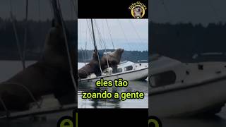 Leões Marinhos 🆚️ Barco ⚓⛵ [upl. by Tennes]