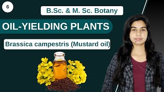 Economic Botany  OILYIELDING PLANTS Brassica campestris Mustard oil  B Sc amp M Sc [upl. by Ardied48]