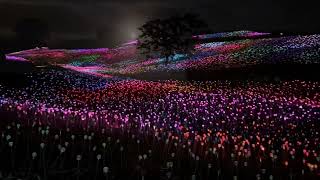 Sensorio Field of Light Paso Robles 111524 [upl. by Richma509]