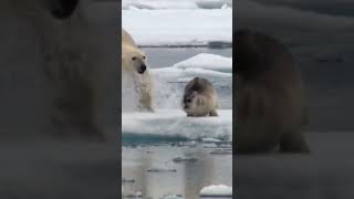 Fascinating Arctic Encounters Polar Bear vs Wolf Seal and White Whale wildlife polarbear [upl. by Atik420]