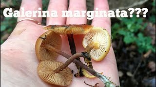 ГАЛЕРИНА ОКАЙМЛЕННАЯ или ФЛАММУЛИНА как отличить Да похожи ли Galerina marginata vs Flammulina [upl. by Eillom72]