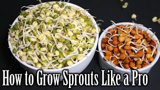 How to Grow Sprouts  Lentils Sprouts Recipe  How to Grow Sprouts at Home  Nehas Cookhouse [upl. by Mariel734]