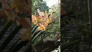 Vanda sanderiana orchid shortsfeed shorts [upl. by Treve]