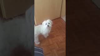 Maltese Puppy barking [upl. by Arndt]