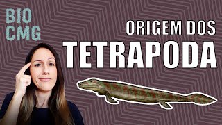 Tetrapoda origem dos vertebrados com quatro membros [upl. by Dexter1]