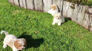 Cavachon Puppies [upl. by Lleryt]