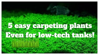 5 Easy LowTech Carpeting Plants For Your No Co2 Aquascape [upl. by Rosalia364]