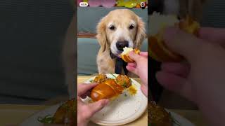 Dog dogi food lovershortforyou food [upl. by Lytton]