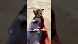 Hasta Kedi ve Yavrularını Kurtaran Harika Adam [upl. by Eanram448]