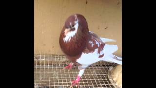 Roller pigeons [upl. by Kristof]