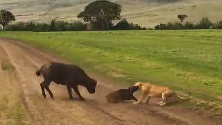 most amazing animals Amazon Hindi dubbed trending viral videos [upl. by Cacilia235]