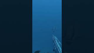 Not today alchemyspearfishing spearfishing [upl. by Janka]