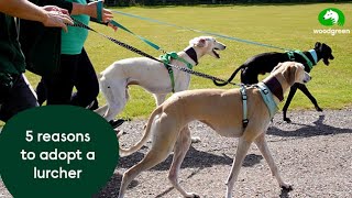 5 reasons to adopt a lurcher  Woodgreen Pets Charity [upl. by Mok]