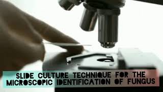 Slide culture microscopy to identify fungus [upl. by Asert]