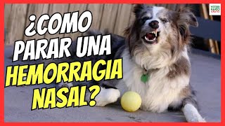 🔴 ¿COMO PARAR UNA HEMORRAGIA NASAL EN PERROS 🔴 [upl. by Matias]