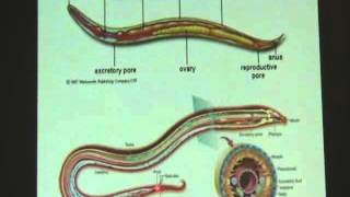 Phylum Nematoda ตอนที่ 1 [upl. by Aneroc579]