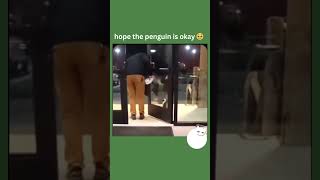 This adorable penguin had a little mishap running into a glass while waddling around 😅 [upl. by Notliw]