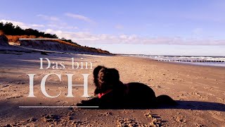 Amy  eine tierisch schöne Zeit auf FischlandDarßZingst [upl. by Allanson197]