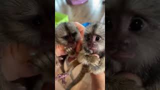 Finger marmoset Monkey  So adorable Marmoset [upl. by Lobell]