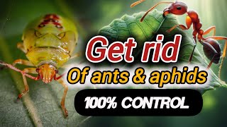 get rid of ants amp aphids  secretes to control Ants and aphids [upl. by Nonnaihr]