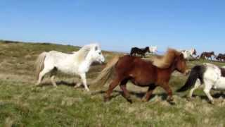 Shetland Ponies on Foula [upl. by Kassie]