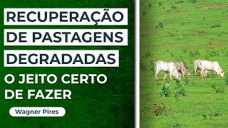 5 ESTRATÉGIAS para a RECUPERAÇÃO de PASTAGENS DEGRADADAS [upl. by Adnoral898]