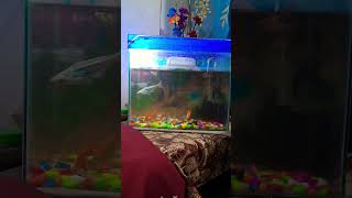 Aquarium setup fishtankvlog aquariumfish shorts [upl. by Jared]