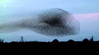 Gretna Green Starling Murmurations [upl. by Annette185]