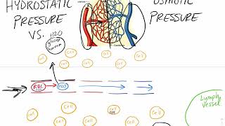 Hydrostatic pressure vs Osmotic pressure in Capillaries [upl. by Eerised]