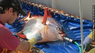 Meet The Opah The First Known WarmBlooded Fish [upl. by Ennoved243]