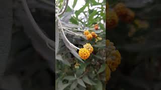 Matico  Buddleja globosa flowers naturelovers nature permaculture [upl. by Anilave]