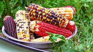 Growing Rainbow Corn amp What Does It Taste Like [upl. by Elvyn]