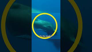 Sperm whales the loudest animals on earth whale whalesounds whalecommunication animals [upl. by Dott]