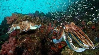 Scuba diving Sipadan Island Malaysia underwater video turtles sharks barracuda [upl. by Alaham]