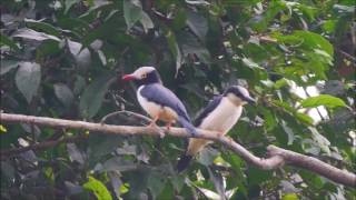 Forest Birds of Ghana [upl. by Delbert531]