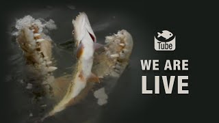 Watch Your Favourite Fishing Shows Online  FishtubeTV [upl. by Mara]