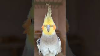 Cookie Song Cockatiel  Cockatiel Singing cockatiel shorts cockatielsinging ginger [upl. by Sluiter]