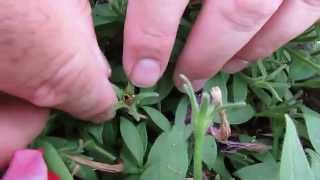 How to Collect Petunia Seeds [upl. by Artemed939]