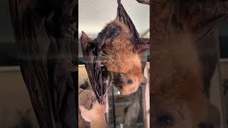 Habt ihr Euch schon mal gefragt wie Fledermäuse pinkeln  🧐🦇🚽 fledermaus bat shorts [upl. by Eille]