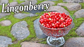 LINGONBERRY  Blueberrys Delicious Cousin  Weird Fruit Explorer [upl. by Vallo961]