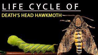 LIFE CYCLE OF DEATHS HEAD HAWK MOTH 🦋  Acherontia styx [upl. by Sinegold]