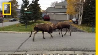 Watch Moose Fight in a Quiet Alaska Suburb  National Geographic [upl. by Aynik614]