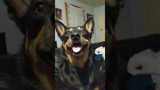 an interview with Ava the Kelpie [upl. by Kcaj]