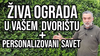 Živa ograda u vašem dvorištu  personalizovan savet [upl. by Arno306]