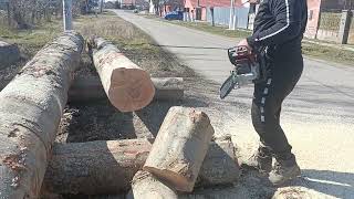 Simple and easy with a light chainsaw Stihl ms261 CM MUFFLER MOD 50CC [upl. by Plotkin]