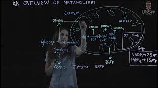 Overview of metabolism [upl. by Llerraf]