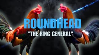 ROUNDHEAD GAMEFOWL BLOODLINE Fighting Style and History [upl. by Glenden237]