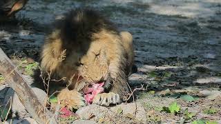 sher apna shikar kaise karta hai  Lion life  nature  wildlife Lion animal lion [upl. by Zolner44]